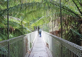 suspension-bridge-bulga-park